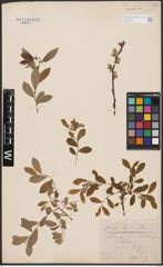 Salix aurita L. x Salix repens L. x Salix starkeana Willd.